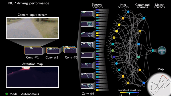Biologically-inspired Neural Networks for Self-Driving Cars
