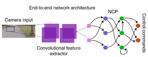 Exemple visuel tiré de Des réseaux neuronaux inspirés de la biologie pour les voitures autonomes