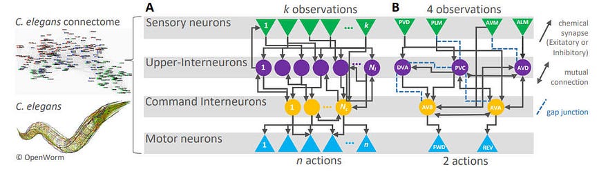 Exemple visuel tiré de Des réseaux neuronaux inspirés de la biologie pour les voitures autonomes